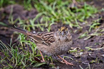 2020-11-12 A SMALL SONG BIRD ON THE GROUND
