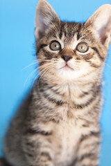 Naklejka na ściany i meble Small tabby rescue kitten sitting portrait, blue background.