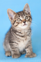 Fototapeta na wymiar Small tabby rescue kitten sitting portrait, blue background.