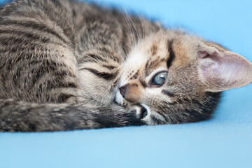 Fototapeta na wymiar Brown tabby rescue kitten sleeping on blue blanket