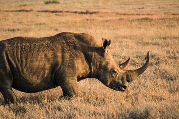 rhino in the wild