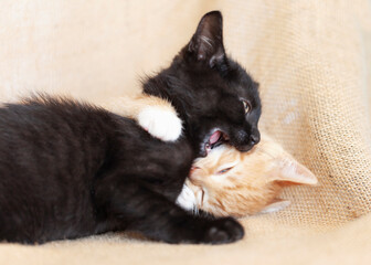 Black kitten and orange kitten playing on brown burlap background.