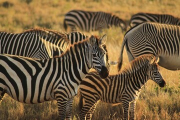 Fototapeta na wymiar zebra in the wild