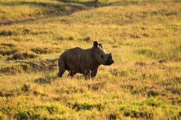 rhino in the field