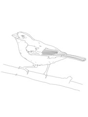 Bird Detailed Vector Drawing