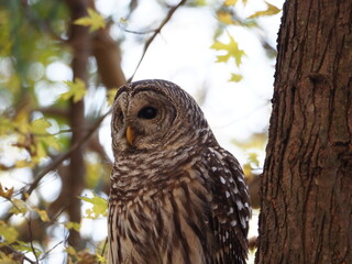 wild barred owl (Strix varia) in autumn