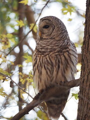 wild barred owl (Strix varia) in autumn