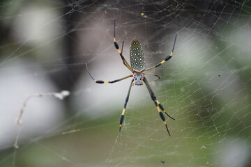 cañon sumidero, chiapas, viajar, exploring, explorer, viajes, mexico, messico, nature, natura, river, canyon, monkey, crocodile, bridge, waterfall, sky, travelling, tourism, chiapa de corzo, green