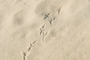 Seagull Footprints on Sand
