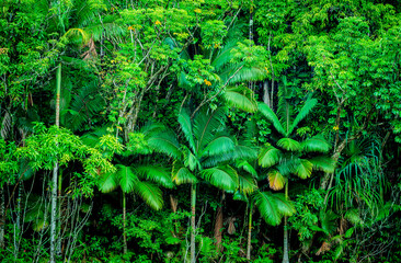 Palm trees in the jungle