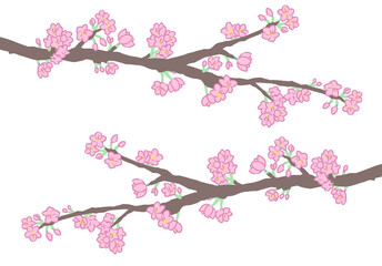 桜の枝(線無し)