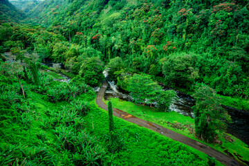 Obraz premium Valley in the jungle