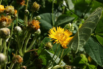 Hermosa flor amarilla en medio del bosque. Salento.Colombia