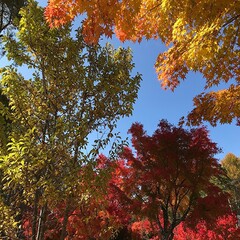 長野県富士見町の美しい紅葉の風景