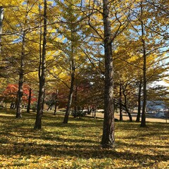 長野県富士見町の美しい紅葉の風景