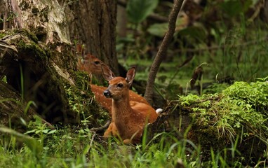 White tailed deer, doe and fawn near city park in Wisconsin.