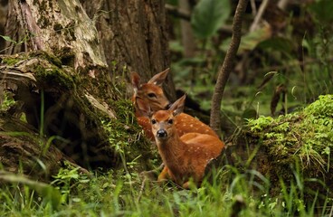 White tailed deer, doe and fawn near city park in Wisconsin.