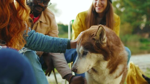 Funny friends stay on picnic with husky dog withy mouth open breathing and sitting near people. Pets and humans. Enjoyment weekend portrait. Slow motion