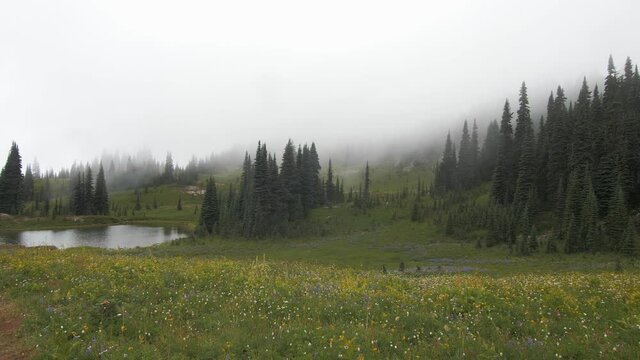 Fog rolling in over a high alpine lake near Mount Rainer while wildflowers blow in the wind, 60fps