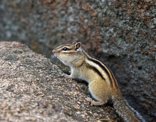 Naklejka na ściany i meble cute striped chipmunk sits on a rock and looks