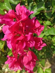 pink flowers in the garden