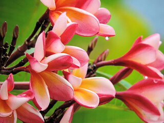 Fototapeta na wymiar The most beatiful plumeria flowers, Plumeria flowers in mix colors, Plumeria flowers in red yellow and white colors.