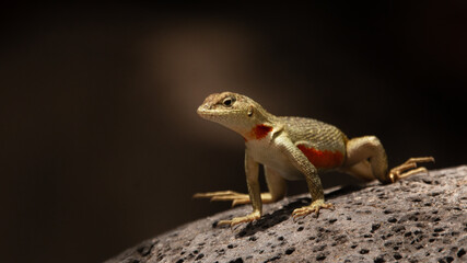 San Cristobal Lava Lizard
