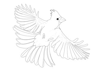 Bird Hand Drawing Lineart