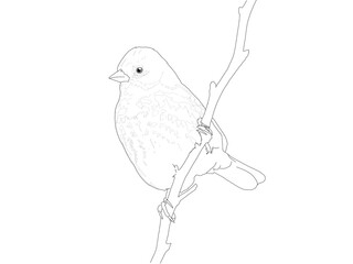 Bird Hand Drawing Lineart