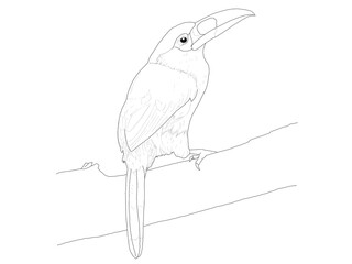 Bird Hand Drawing Lineart