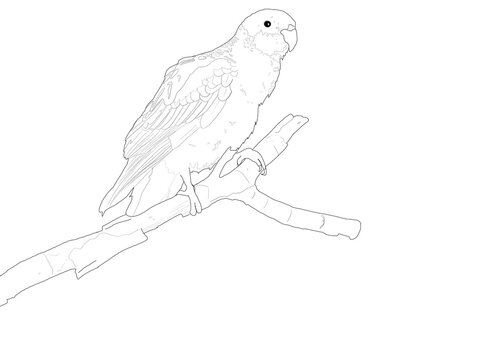 recommend clip art: Bird Hand Drawing Lineart