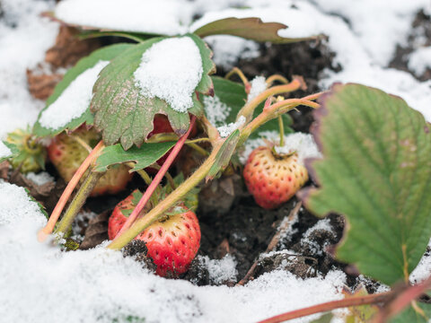 Green Grass Covered With Snow. Abrupt Climate Change.