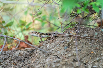 The Balkan wall lizard, lat. Podarcis tauricus, standing on ground with green background, full length.