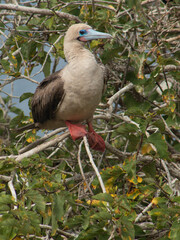 Red footed booby