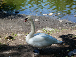 Obraz premium Swan on the beach of river