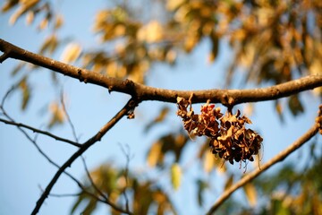 branch of a tree