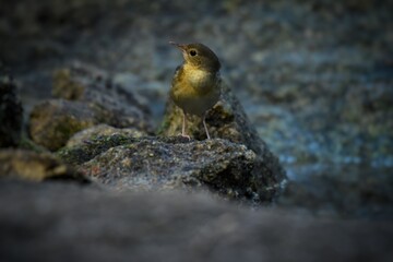 Females or birds that are not yet adults are brown mole. With faint scales on the neck and chest...