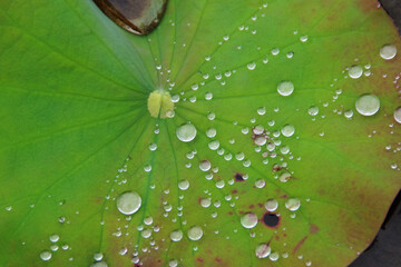 水滴を宿すスイレンの葉