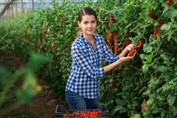 Positive woman harvesting fresh red cherry tomatoes in greenhouse