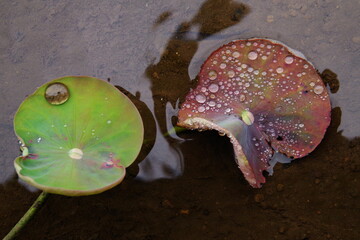 水滴を宿すスイレンの葉