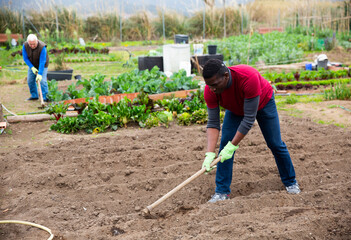 Focused African American working with hoe in kitchen garden, tilling soil before planting vegetables..