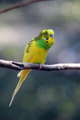 A budgie on a limb watching the surroundings. 