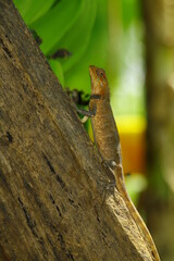 oriental garden lizard on tree trunk