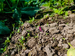 A small red color new born grass close-up detail shot in the morning.