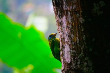 Sri Lankan yellow fronted barbet on large tree trunk