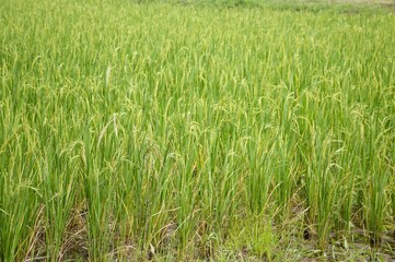 fresh green rice tree in country Thailand