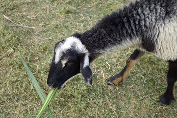 cute sheep in nature garden