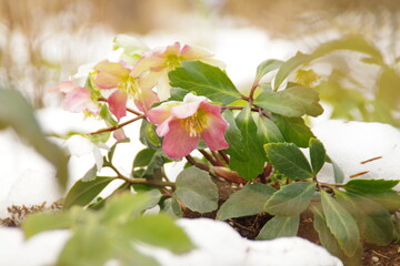 雪の日のクリスマスローズ