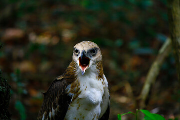 young crested hawk eagle screams at camera in anger