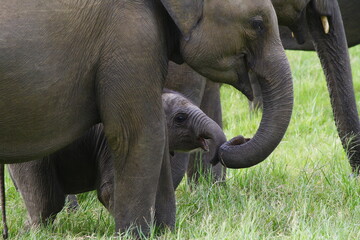 baby sri lankan elephant rubs her trunk againts her mothers